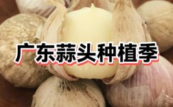 广东大蒜价格现在多少钱一斤？