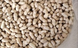 沙地种花生，哪个品种高产？