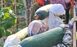 宿迁大棚冬瓜种植技术要点有哪些？