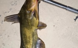 黄辣丁养殖利润高吗？技术门槛如何？