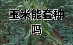 玉米灵芝套种技术视频怎么种？