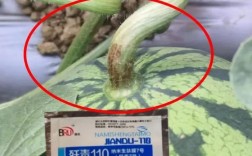 露地西瓜防病治病技术