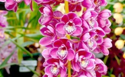 华尔兹是大花蕙兰的什么品种？