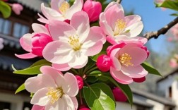 西府海棠哪个品种最好？