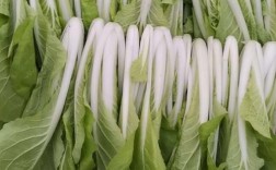 白菜哪种品种适合大棚