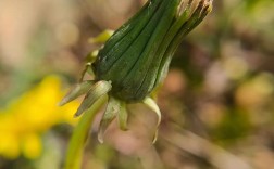 蒲公英2025年价格会涨还是跌？