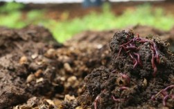 牛粪养蚯蚓的技术视频