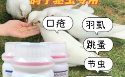 肉鸽养殖驱虫技术视频，关键步骤有哪些？