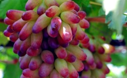 北方种葡萄，哪些品种最适合？