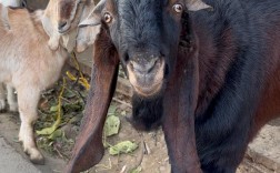 大耳朵羊是什么品种？