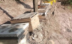 中蜂诱蜂技术视频怎么学？