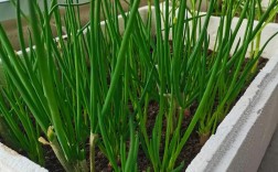 阳台种葱，如何管理才能高产？