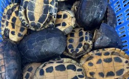 金钱龟与石金钱价格差异有多大？