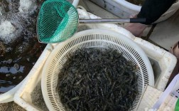 杭州野生河虾河鱼价格为何这么高？