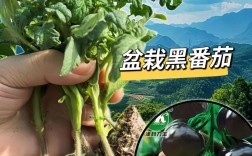 黑番茄种植技术视频，新手能学会吗？