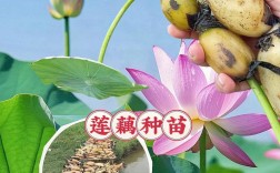 莲藕的品种与种植技术