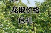 河北花椒价格现在啥行情？