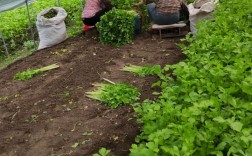 大棚早春芹菜咋种好？