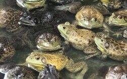 什么青蛙品种适合新手养殖？