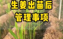 生姜高产栽培技术视频有哪些要点？