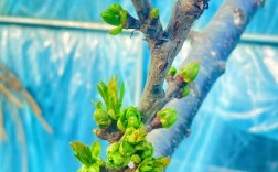 温室美早樱桃如何高效种植？