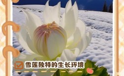 雪莲的种植技术与环境