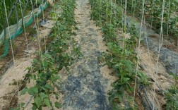 大棚豇豆怎么种？视频教你关键技术！