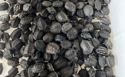 2025年草龟苗最新价格多少？