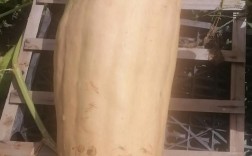 浙江省农科院吊瓜品种有哪些特点？