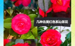 茶花品种图片大全有哪些？