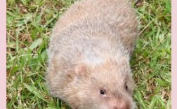 云南竹鼠有哪些常见品种？