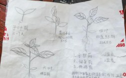 辣椒种植管理有哪些关键技术？