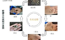 蚯蚓养殖技术生长周期