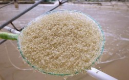 蟹苗大眼幼体养殖技术有哪些关键要点？