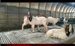 杜泊羊哪里买最划算？