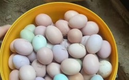 安徽草鸡蛋价格多少钱一斤？行情如何？