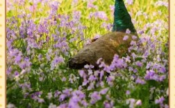 孔雀养殖技术与价值如何？