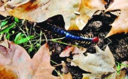 野生红头蜈蚣回收价格