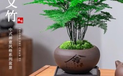 哪些竹子适合室内盆栽？