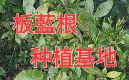 板蓝根几月种植最合适？