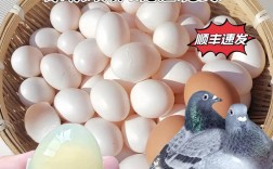 今日鸽蛋价格最新行情如何？