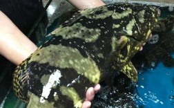 龙胆石斑鱼养殖技术要点有哪些？