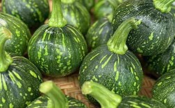 小型南瓜品种有哪些？