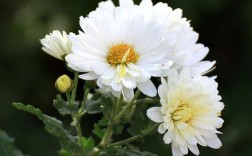 白色小菊花是什么品种？