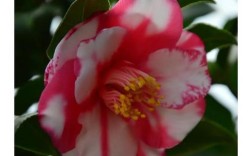 红色茶花有哪些常见品种？