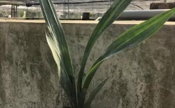 兰花望月冠是什么兰花品种？