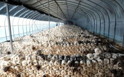 平菇栽培技术有哪些关键要点？