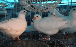 养殖鸽子技术视频如何高效播放学习？