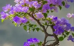 三角梅哪个品种颜值爆表？