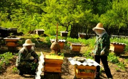 蜜蜂养殖技术交流，怎么找靠谱组织？